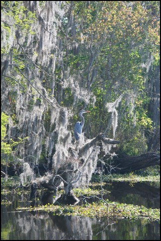 St Johns River 2007-030.JPG