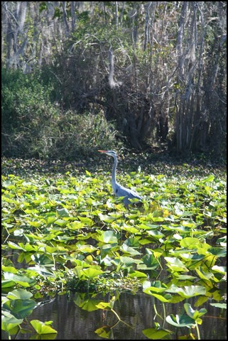St Johns River 2007-031.JPG