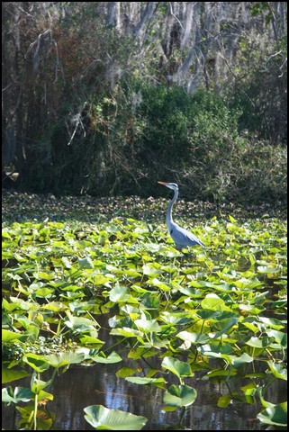 St Johns River 2007-032.JPG