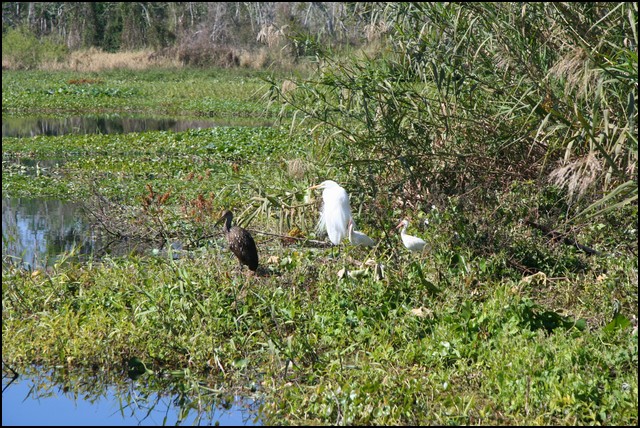 St Johns River 2007-033.JPG