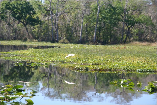 St Johns River 2007-035.JPG