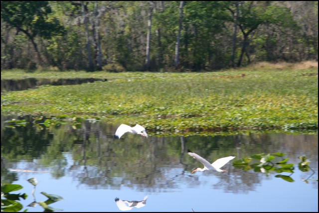 St Johns River 2007-036.JPG