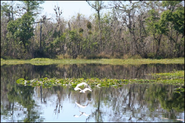 St Johns River 2007-038.JPG