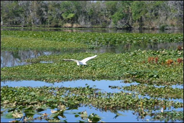St Johns River 2007-039.JPG