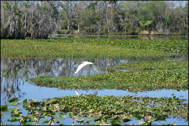 St Johns River 2007-040.JPG