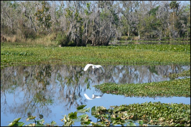 St Johns River 2007-041.JPG