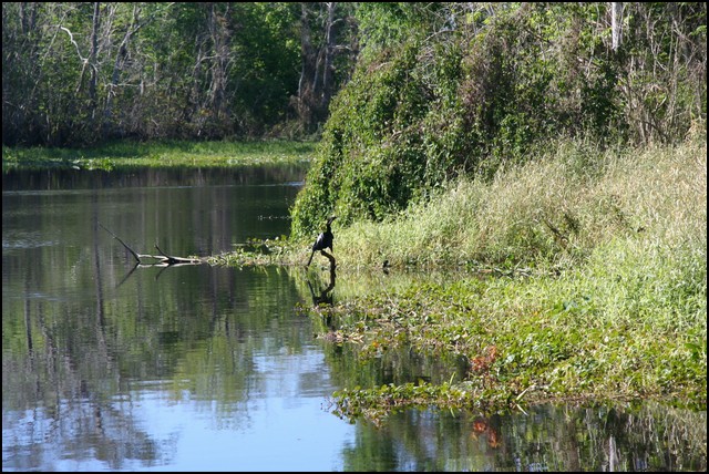 St Johns River 2007-042.JPG