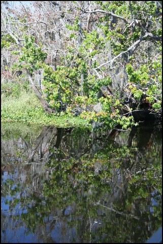 St Johns River 2007-044.JPG