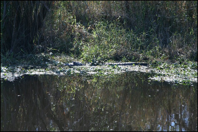 St Johns River 2007-045.JPG