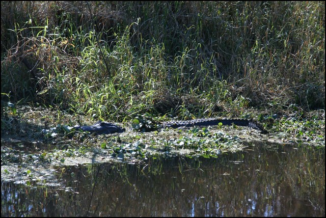 St Johns River 2007-046.JPG