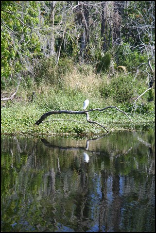 St Johns River 2007-047.JPG