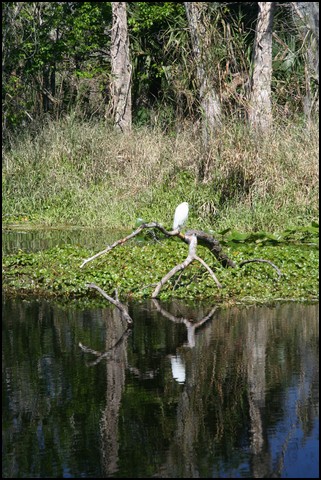 St Johns River 2007-048.JPG