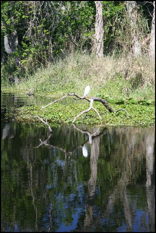 St Johns River 2007-049.JPG