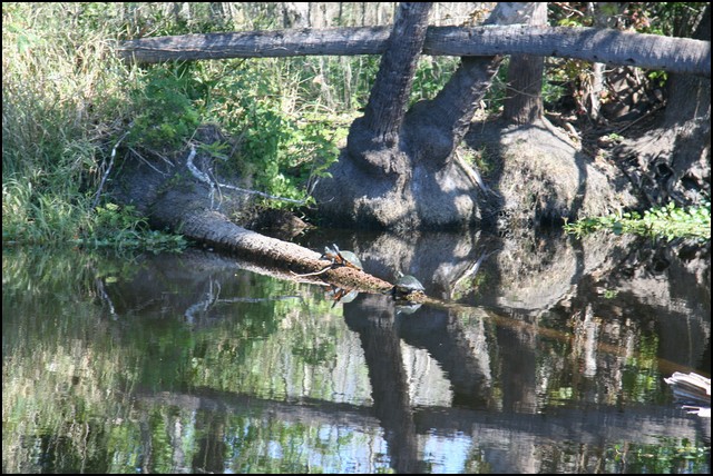 St Johns River 2007-050.JPG