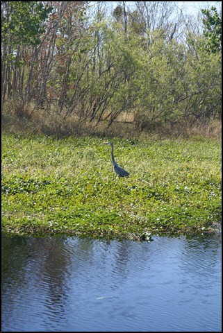 St Johns River 2007-051.JPG