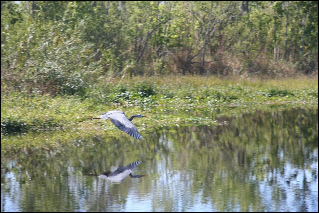 St Johns River 2007-053.JPG