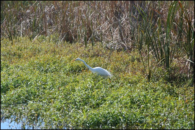 St Johns River 2007-061.JPG