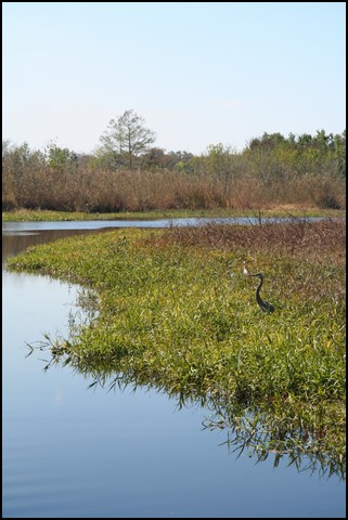 St Johns River 2007-062.JPG
