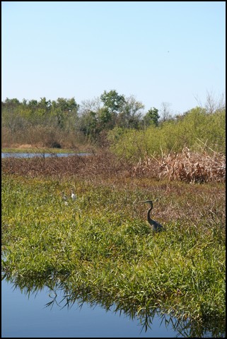 St Johns River 2007-063.JPG