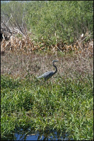 St Johns River 2007-064.JPG