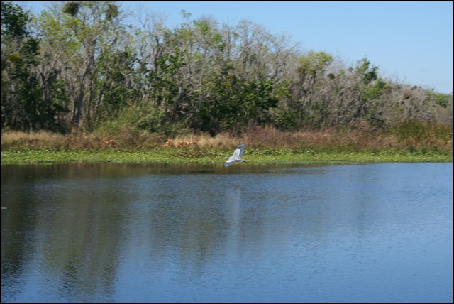 St Johns River 2007-069.JPG