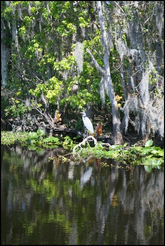 St Johns River 2007-070.JPG