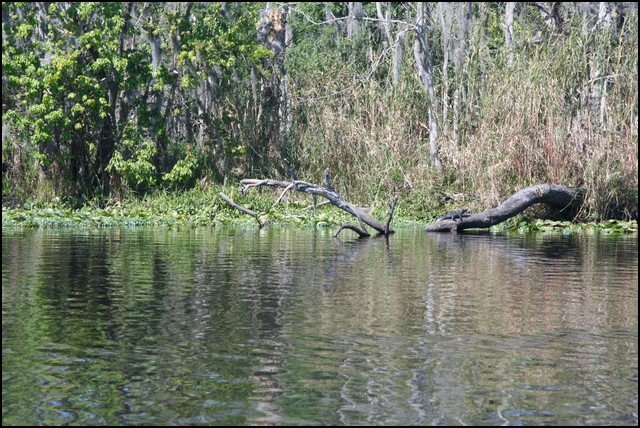 St Johns River 2007-074.JPG