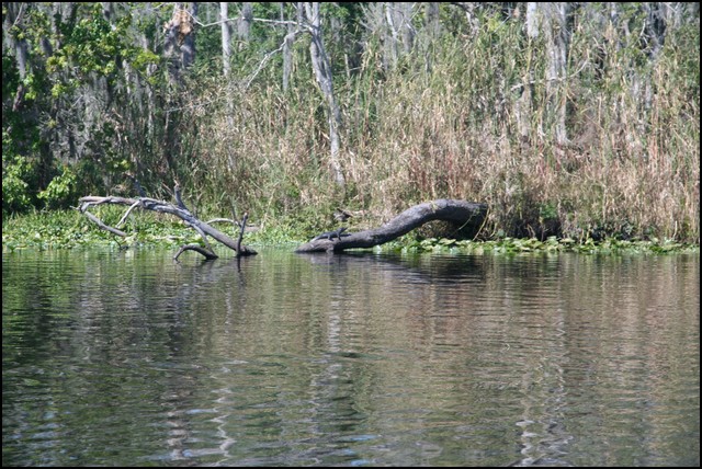 St Johns River 2007-075.JPG