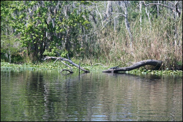 St Johns River 2007-076.JPG