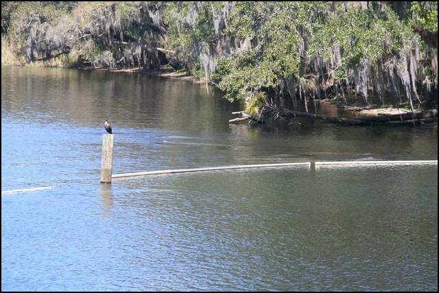 St Johns River 2007-077.JPG