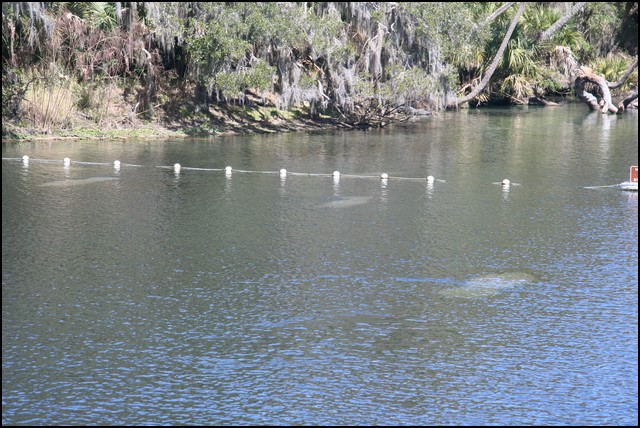 St Johns River 2007-078.JPG