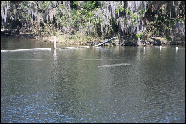 St Johns River 2007-080.JPG