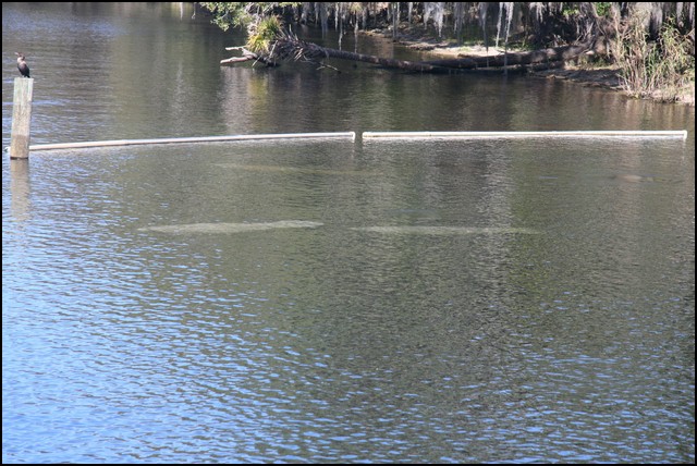 St Johns River 2007-081.JPG