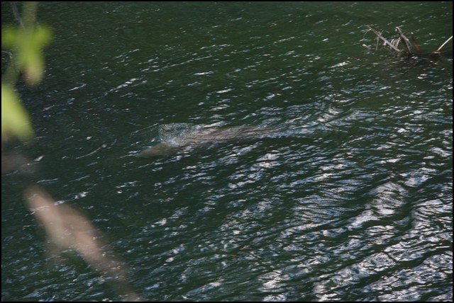 St Johns River 2007-101.JPG