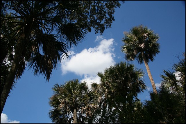 St Johns River 2007-103.JPG