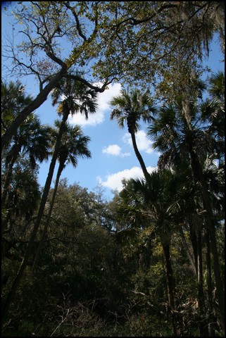 St Johns River 2007-106.JPG