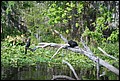 St Johns River 2007-002.JPG