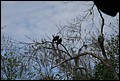 St Johns River 2007-003.JPG