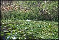St Johns River 2007-006.JPG