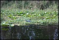 St Johns River 2007-007.JPG