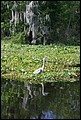 St Johns River 2007-009.JPG