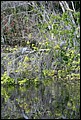 St Johns River 2007-015.JPG