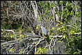 St Johns River 2007-017.JPG