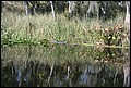 St Johns River 2007-018.JPG