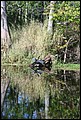 St Johns River 2007-019.JPG