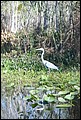 St Johns River 2007-020.JPG