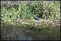 St Johns River 2007-021.JPG