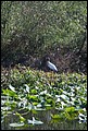 St Johns River 2007-022.JPG