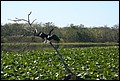 St Johns River 2007-023.JPG