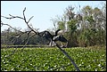 St Johns River 2007-024.JPG